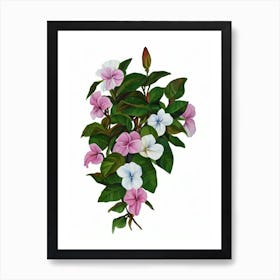 Mandevilla Plant (Mandevilla Hybrids) Watercolor Poster