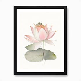 Amur Lotus Pencil Illustration 4 Art Print