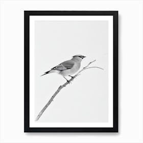 Cedar Waxwing B&W Pencil Drawing 2 Bird Art Print