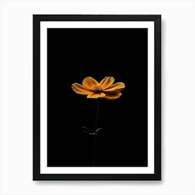 Single Flower On A Black Background 2 Art Print