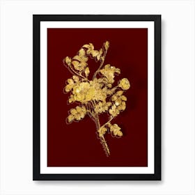 Vintage Yellow Sweetbriar Rose Botanical in Gold on Red n.0451 Art Print