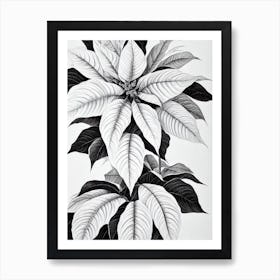 Poinsettia B&W Pencil 1 Flower Art Print