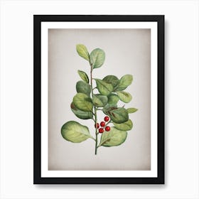 Vintage Lingonberry Evergreen Shrub Botanical on Parchment n.0885 Art Print
