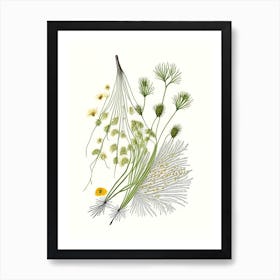 Fennel Seeds Spices And Herbs Pencil Illustration 4 Art Print