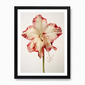 Pressed Flower Botanical Art Amaryllis 3 Art Print