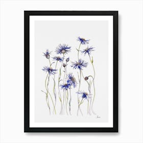 Cornflowers Art Print