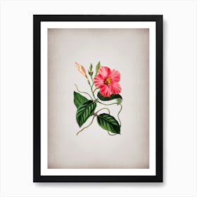 Vintage Knob Jointed Dipladenia Flower Botanical on Parchment n.0078 Art Print