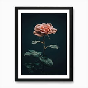 Single Rose On Dark Background 4 Art Print