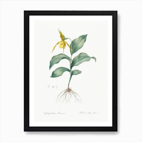 Yellow Lady S Slipper Orchid, Pierre Joseph Redoute Art Print