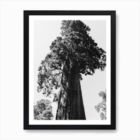 Sequoia National Park VI Art Print