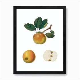 Vintage Apple Botanical Illustration on Pure White n.0669 Art Print
