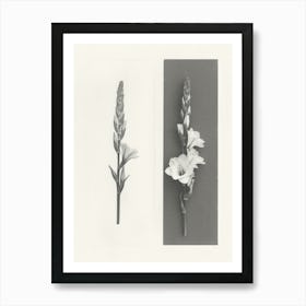 Gladiolus Flower Photo Collage 3 Art Print