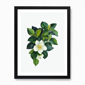Gardenia Care (Gardenia Jasminoides) Watercolor Art Print