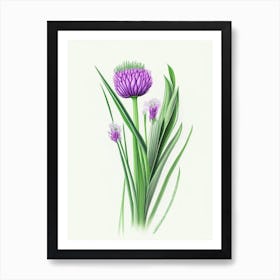 Chives Herb Pencil Colour Art Print