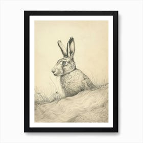 Himalayan Rabbit Drawing 3 Art Print