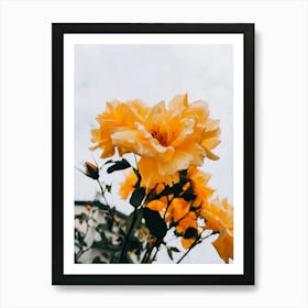 Yellow Roses Art Print