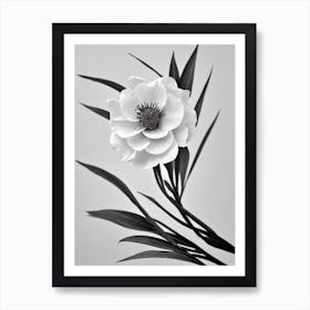 Cypress B&W Pencil 3 Flower Art Print