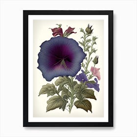 Wild Petunia Wildflower Vintage Botanical 1 Art Print