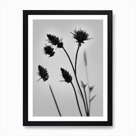 Heather B&W Pencil 1 Flower Art Print