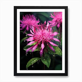 Bee Balm Wildflower In South Western Style (4) Art Print