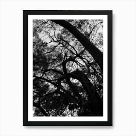 Black tree silhouette Art Print