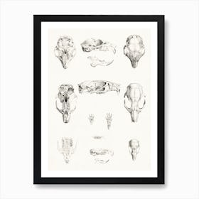 Rodent Skulls, Theo Van Hoytema Art Print