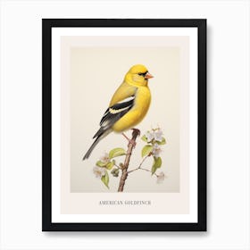 Vintage Bird Drawing American Goldfinch 1 Poster Art Print