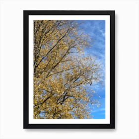 Autumn Leaves In A Tree Art Print