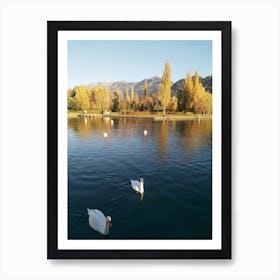 Swans In A Lake Art Print