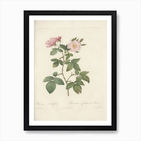 Rose Illustration, Pierre Joseph Redoute, Pierre Joseph Redoute(140) Art Print