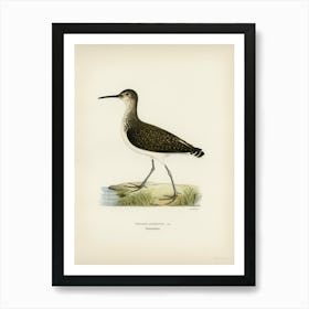 Green Sandpiper, The Von Wright Brothers Art Print