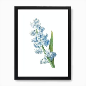 Vintage Oriental Hyacinth Botanical Illustration on Pure White Art Print