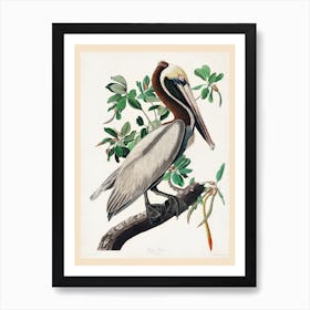 Brown Pelican, Birds Of America, John James Audubon Art Print