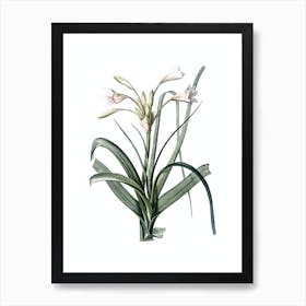 Vintage Malgas Lily Botanical Illustration on Pure White n.0099 Art Print