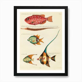 Colourful And Surreal Illustrations Of Fishes Found In Moluccas (Indonesia) And The East Indies, Louis Renard(29) Art Print