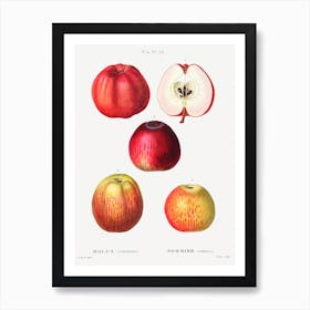 Apple, Pierre Joseph Redoute Art Print