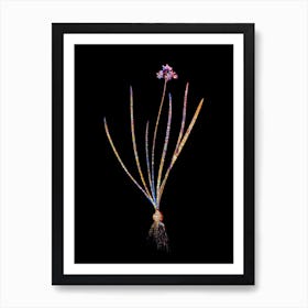 Stained Glass Spring Squill Mosaic Botanical Illustration on Black n.0018 Art Print