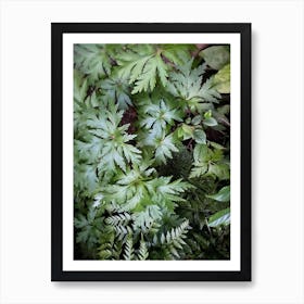 Ferns Art Print