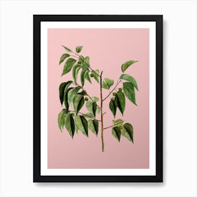 Vintage Common Hackberry Botanical on Soft Pink n.0560 Art Print