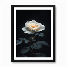 Rizwanakhan Rose Flower Black Background Ultra Hd 8k Ar 916 Be429e0a Bb9b 42d3 8e3a 776935077da7 1 Art Print