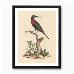 Scarlet Chested Sunbird, Luigi Balugani Art Print