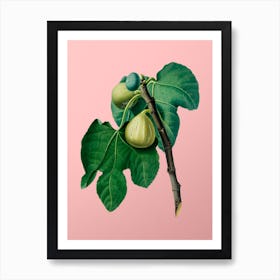 Vintage Fig Branch Botanical on Soft Pink n.0771 Art Print