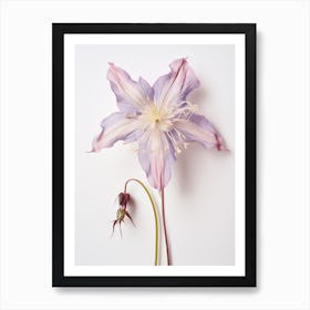 Pressed Wildflower Botanical Art Columbine 3 Art Print