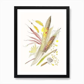 Corn Silk Spices And Herbs Pencil Illustration 3 Art Print