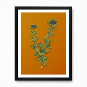 Vintage Daphne Sericea Flowers Botanical on Sunset Orange n.0427 Art Print
