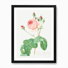 Cabbage Rose, Pierre Joseph Redoute (3) Art Print