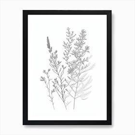 Thyme Herb William Morris Inspired Line Drawing 3 Art Print