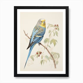 Vintage Bird Drawing Budgerigar 1 Art Print