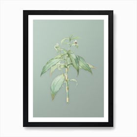 Vintage Commelina Zanonia Botanical Art on Mint Green n.0247 Art Print