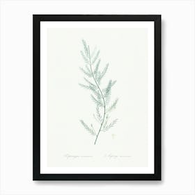 Asparagus Sarmentosus, Pierre Joseph Redoute Art Print